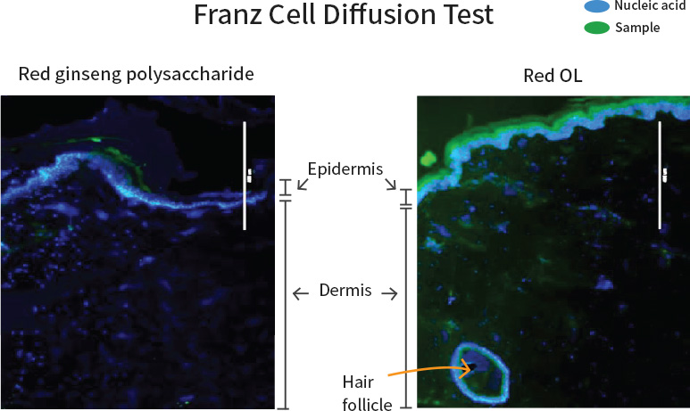 Franz Cell Diffusion Test